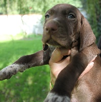 CHIOT