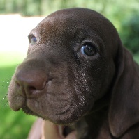 CHIOT