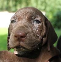 CHIOT
